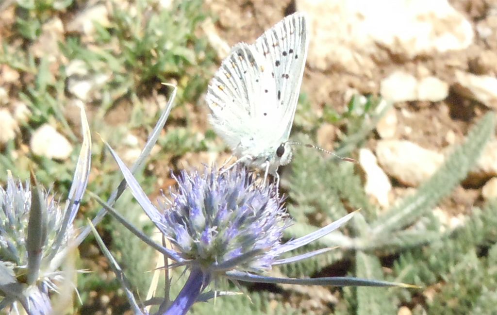 Licenide dall''Abruzzo